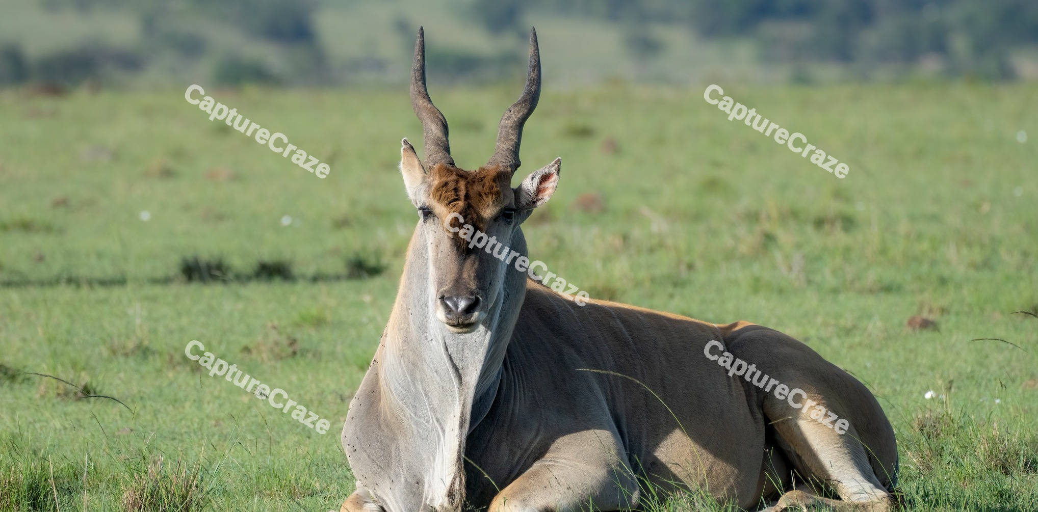 Common Eland